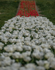 Spring tulip fields in Holland, colorful flowers in Netherlands. Group of colorful tulips. Selective focus. Colorful tulips photo background.