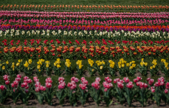 Spring tulip fields in Holland, colorful flowers in Netherlands. Group of colorful tulips. Selective focus. Colorful tulips photo background.