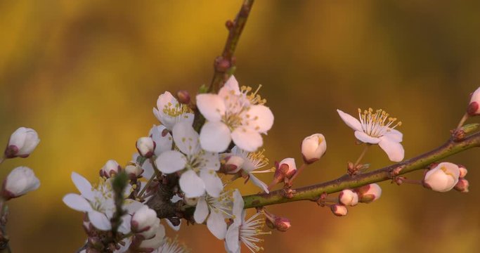Gałązka z kwiatami śliwki w promieniach zachodzącego słońca