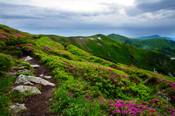 Blooming rhododendron in the Eastern Carpathians