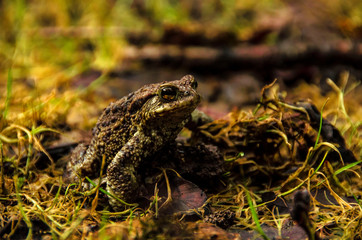 The fat toad of the pond
