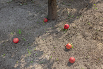 Five ripe apples lie on ground under tree. Apples fallen down. Summer background