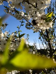 blooming cherry tree