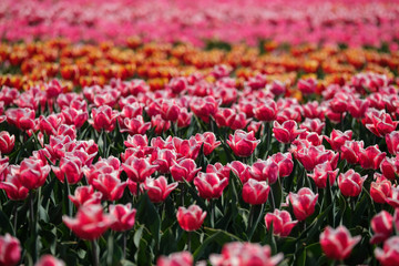 Spring tulip fields in Holland, colorful flowers in Netherlands. Group of colorful tulips. Selective focus. Colorful tulips photo background.