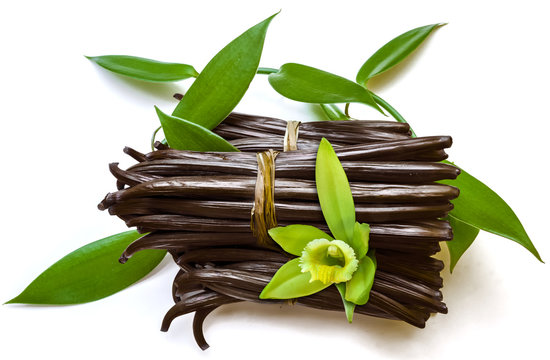 Vanille, gousses, fleur et lianes