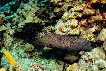brown giant moray on reef