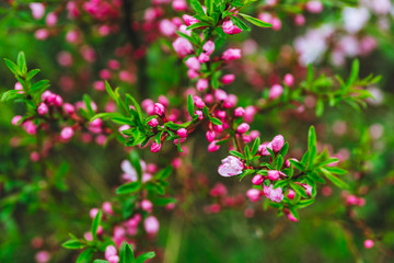 Blooming almond steppe. Shallow depth of field.