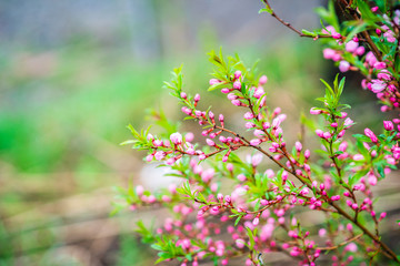 Blooming almond steppe. Shallow depth of field.