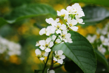 white flowers of a tree