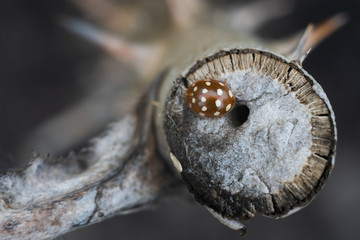 ladybug orange, brown with white spots dots, sitting on a cut of a rose Bush