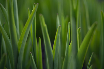 Fototapeta na wymiar Green grass background, close-up with blur