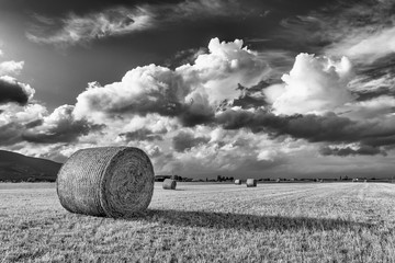 Beautiful round hay bales in the Tuscan countryside, Italy, against a dramatic sky, in black and...