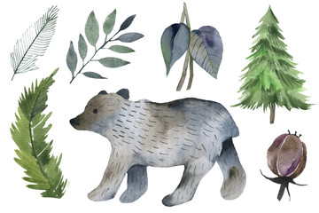 cone, acorn, berry, mushroom, oak, needles, evergreen, spruce, Scandinavia, North