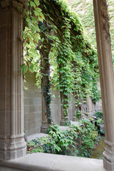 ivy covered wall