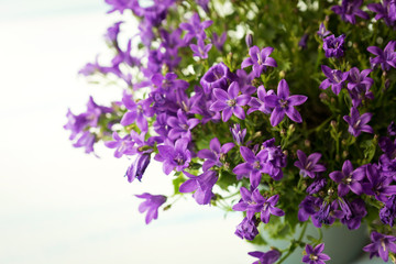 Fototapeta na wymiar the flowers are lilac Campanula in the pot