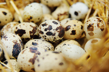 Obraz premium quail eggs in the hay close-up on a poultry farm. Breeding of quails.