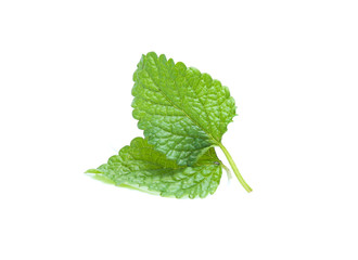 Fresh lemon balm bunch isolated on white background