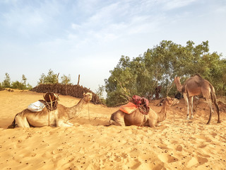 lompoul desert yellow sand photographed from the air in Africa camels and drivers go by caravan in Africa