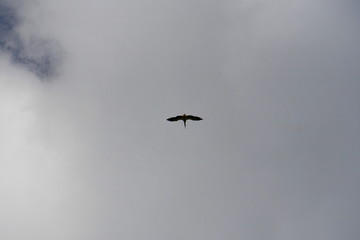 The white stork is flying in the sky