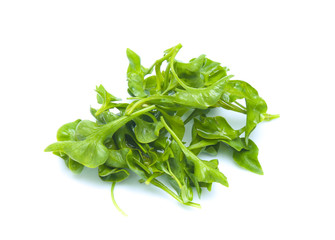 Watercress leaf isolated on white background