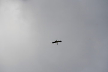 The white stork is flying in the sky