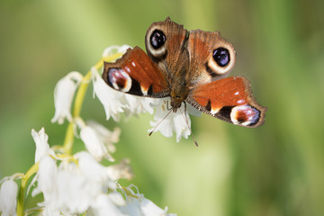 Down facing peacock butterfly sitting on a white bluebell flower sucking nectar seen from the back with blurred green background
