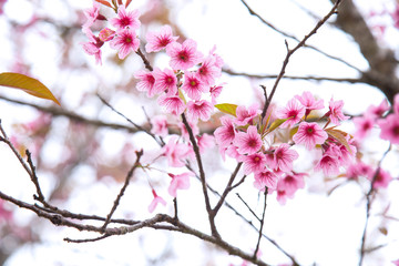 Beautiful cherry blossom or sakura in spring time over  sky