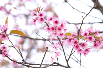 Beautiful cherry blossom or sakura in spring time over  sky