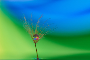 macro de gota de agua en una planta