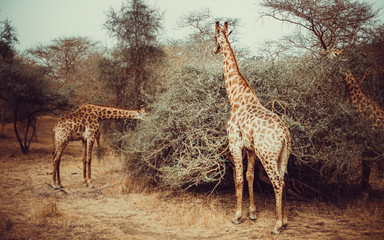 giraffes eat leaves from trees on a Sunny day in a national Park in Africa