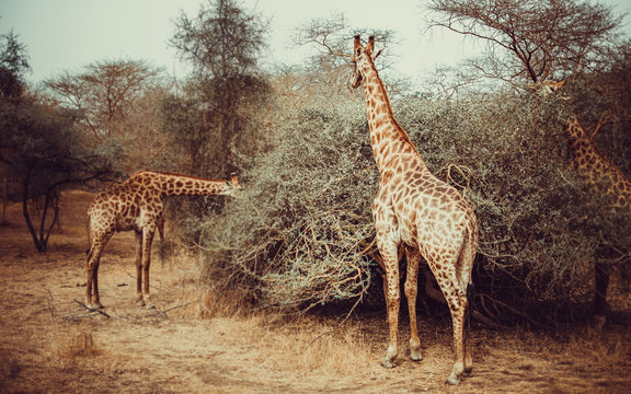 giraffes eat leaves from trees on a Sunny day in a national Park in Africa