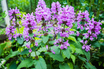 Blooming Betonica officinalis on the field. Selective focus. Shallow depth of field.