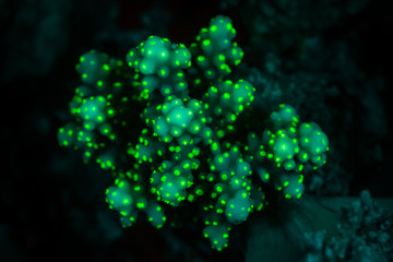tropical reef coral glows fluorescent green excited by UV light