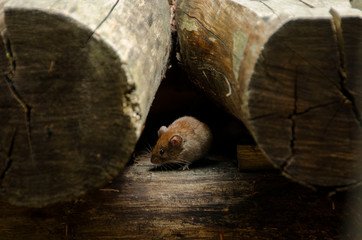 little mouse among the wood
