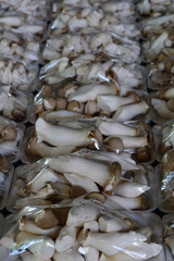 King oyster or Eringi mushroom pack in foam tray.