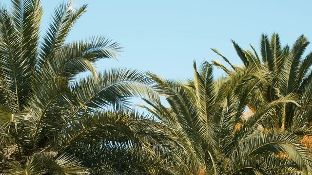 Palm trees in sunny Barcelona. Beautiful nature. Summer