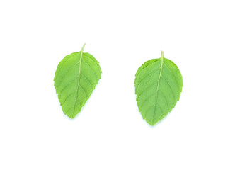 Naklejka na ściany i meble mint leaves isolated isolated on white