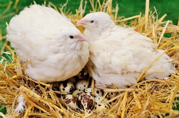 two white adult quails sit on a nest with quail eggs close-up on a green background. Quail breeding, poultry farm.