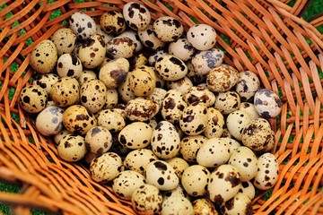 lots of quail eggs in a wicker basket close up