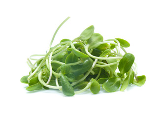 Sunflower sprouts isolated on white background