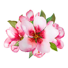Watercolor pink blossom flowers set isolated on white background.