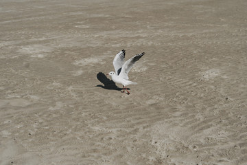 Möwe am Strand