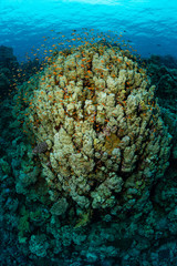 typical Red Sea tropical reef with hard and soft coral surrounded by school of orange anthias and a underwater photographer diver