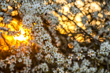 Dutch spring flowers during the evening sun