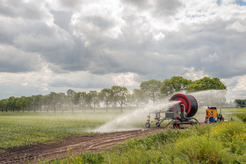 Mechanized irrigation of a Dutch onions field