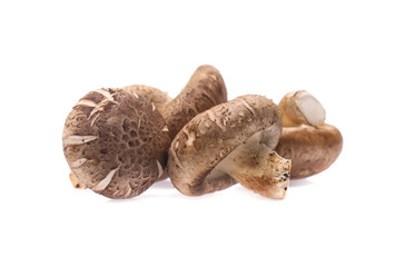 Shiitake mushroom on the White background