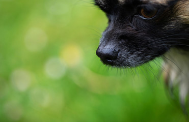 portrait of a small dog