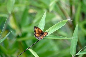 Papillon sur feuilles de bambou