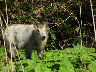 二ホンカモシカ