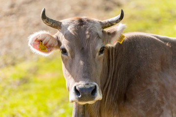 Fototapeta premium Cows in the sun in the Canillo countryside in the Pyrenees, Andorra in spring.